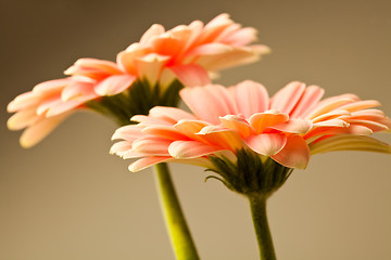 Image showing Gerbera flowers