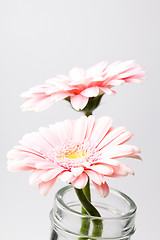 Image showing Gerbera flowers