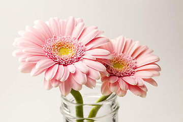 Image showing Gerbera flowers