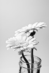 Image showing Gerbera flowers