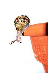 Image showing curious snail