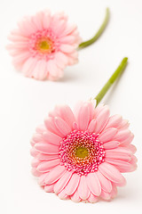 Image showing Gerbera flowers