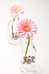 Image showing Gerbera flowers