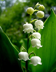 Image showing Lily of the valley