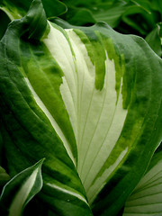 Image showing Leaf