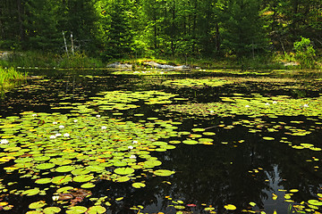 Image showing Lily pads on lake