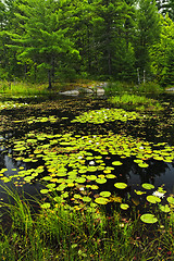 Image showing Lily pads on lake
