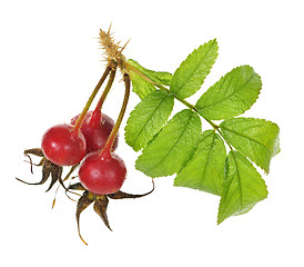 Image showing Branch with rose hips