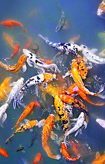 Image showing Koi fish in pond