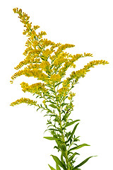 Image showing Goldenrod plant