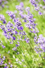 Image showing Lavender blooming in a garden