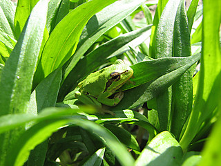 Image showing green frog onthe green grass