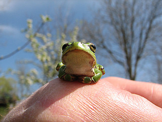 Image showing little green frog on the hand