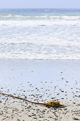 Image showing Beach detail on Pacific ocean coast of Canada