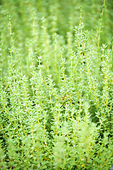 Image showing Thyme plants