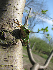 Image showing little green frog on the tree