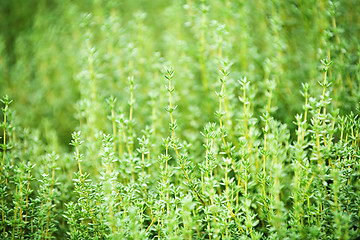 Image showing Thyme plants