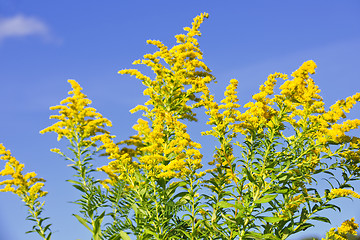 Image showing Goldenrod plant