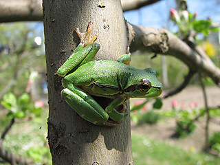 Image showing little green frog on the tree