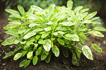 Image showing Sage plant