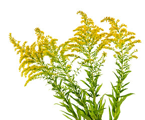 Image showing Goldenrod plant