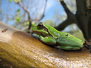 Image showing little green frog on the tree