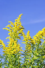 Image showing Goldenrod plant