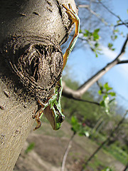 Image showing little green frog on the tree