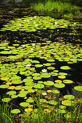 Image showing Lily pads on lake