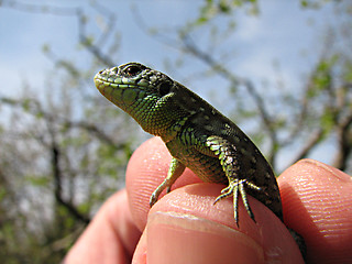 Image showing lizard