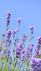 Image showing Lavender blooming in a garden