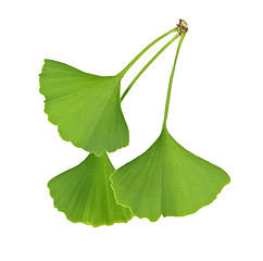 Image showing Ginkgo Biloba leaves