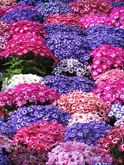 Image showing lot of colored flowers