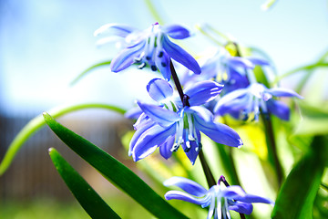 Image showing Close view of the blue flowers