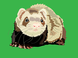 Image showing vector illustration of the ferret