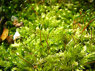 Image showing moss