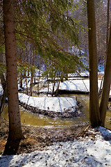 Image showing River in the forest