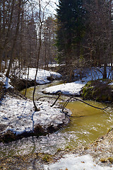 Image showing River in the forest