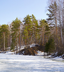 Image showing Siberian forest