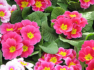 Image showing light pink primrose