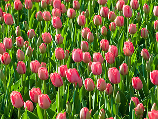 Image showing Tulips.