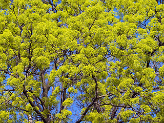 Image showing Blossomed tree.