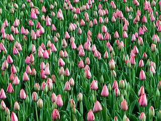 Image showing Tulips.