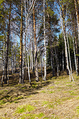 Image showing Siberian forest