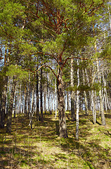 Image showing Siberian forest