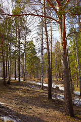 Image showing Siberian forest