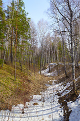 Image showing Siberian forest