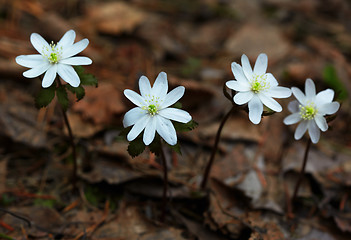 Image showing Anemone altaica