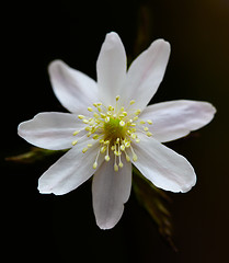 Image showing Anemone altaica
