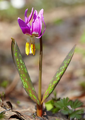 Image showing Erythronium sibiricum